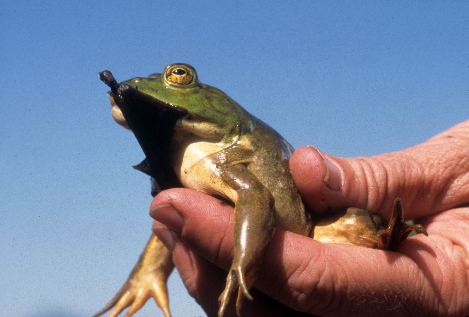 American bullfrog eating a bat